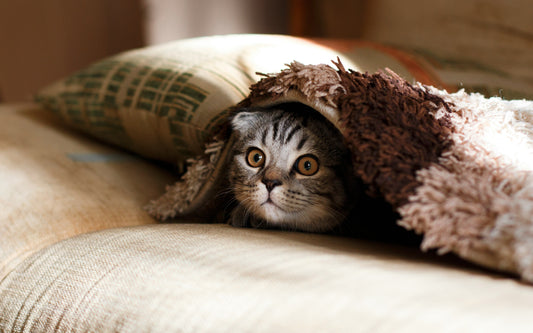 The Joy of Cat Watching: Why Observing Cats Can Be So Entertaining