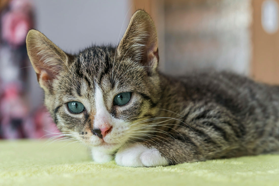 The Science of Catnip: Why Cats Go Crazy for This Plant
