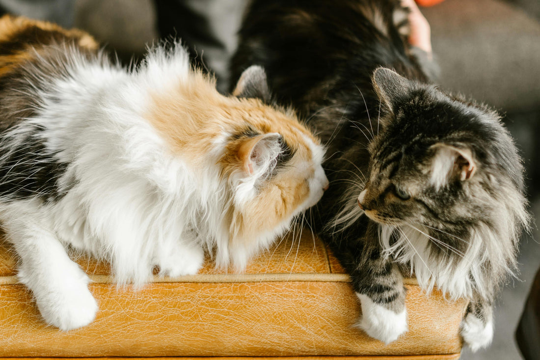 Protect Your Cat's Health: Top 10 Common Issues and Prevention Strategies