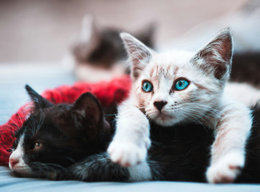 Cat Health: Common Illnesses and How to Prevent Them