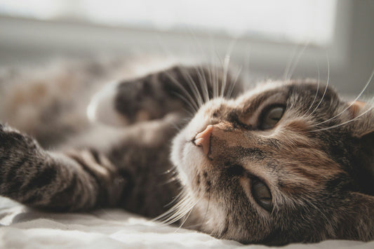 The Benefits of Adopting an Adult Cat: Why It's a Great Option