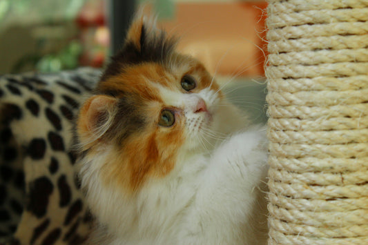 The Benefits of Scratching Posts for Cats: How to Choose the Right One for Your Feline Friend