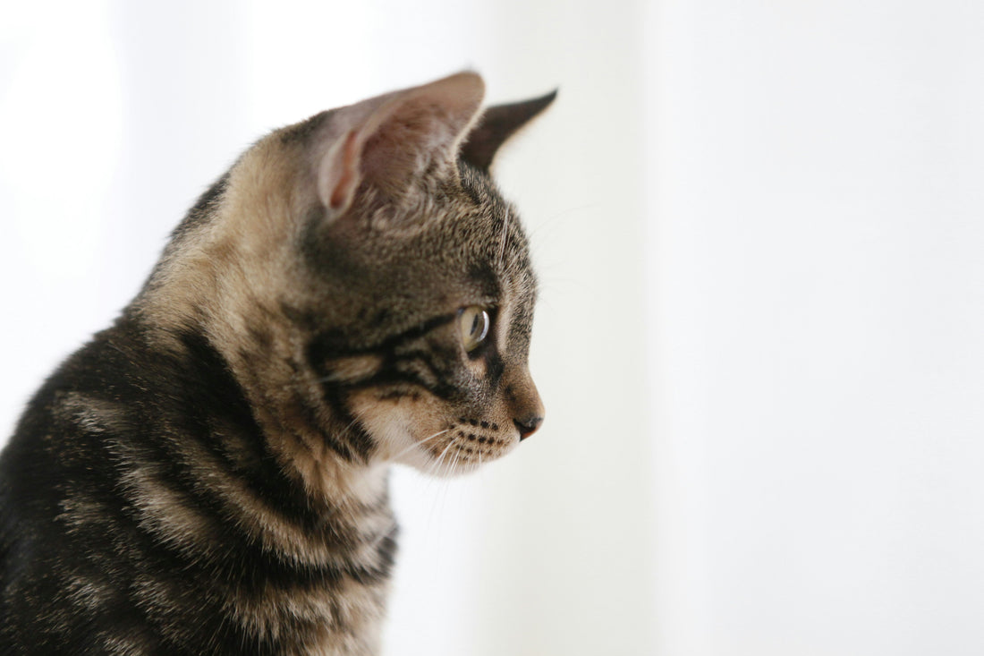 Creating a Cozy Retreat for Your Cat: Tips and Ideas