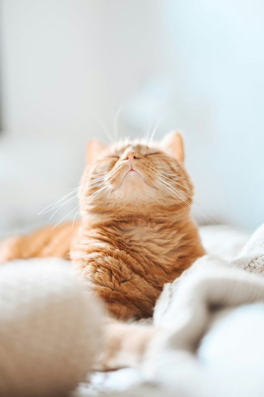 The Magic of Catnip: Why Cats Go Crazy for It