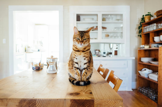 The Magic of Mirror Self-Recognition in Cats: Do Cats Recognize Themselves in Mirrors?