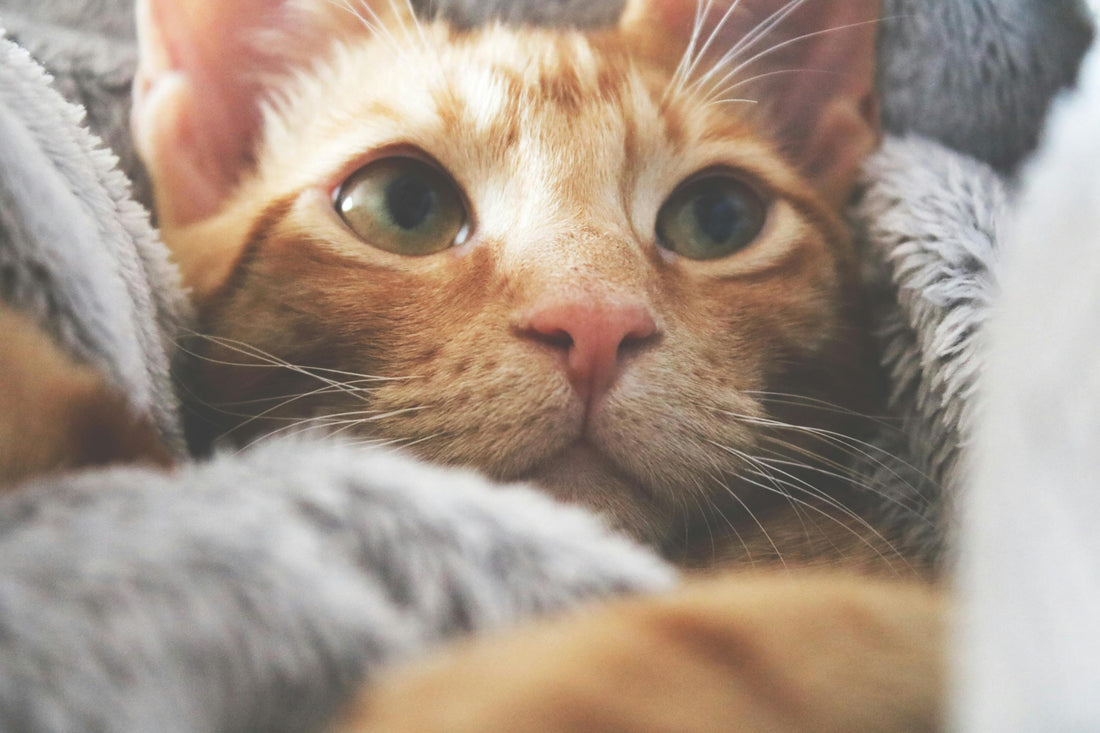 10 Purr-fect Ways to Spoil Your Feline Friend