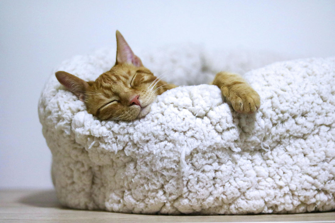 Unraveling the Mystery of Cat Dreams: What Do They Really Mean?