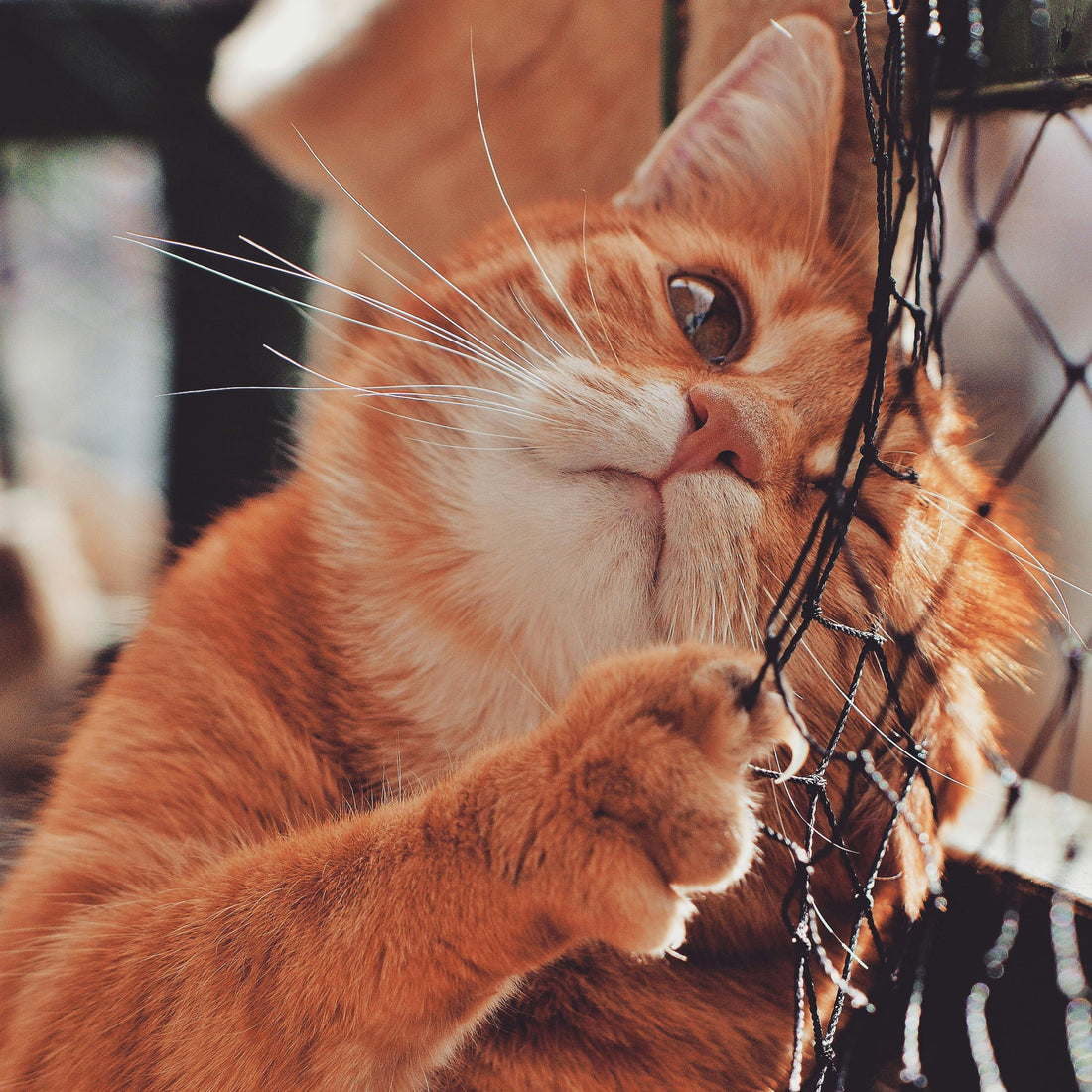 Cat Behavior: Understanding Why Cats Do What They Do