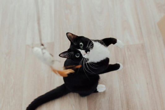 The Importance of Playtime for Cats: How Play Can Improve Your Cat's Physical and Mental Health