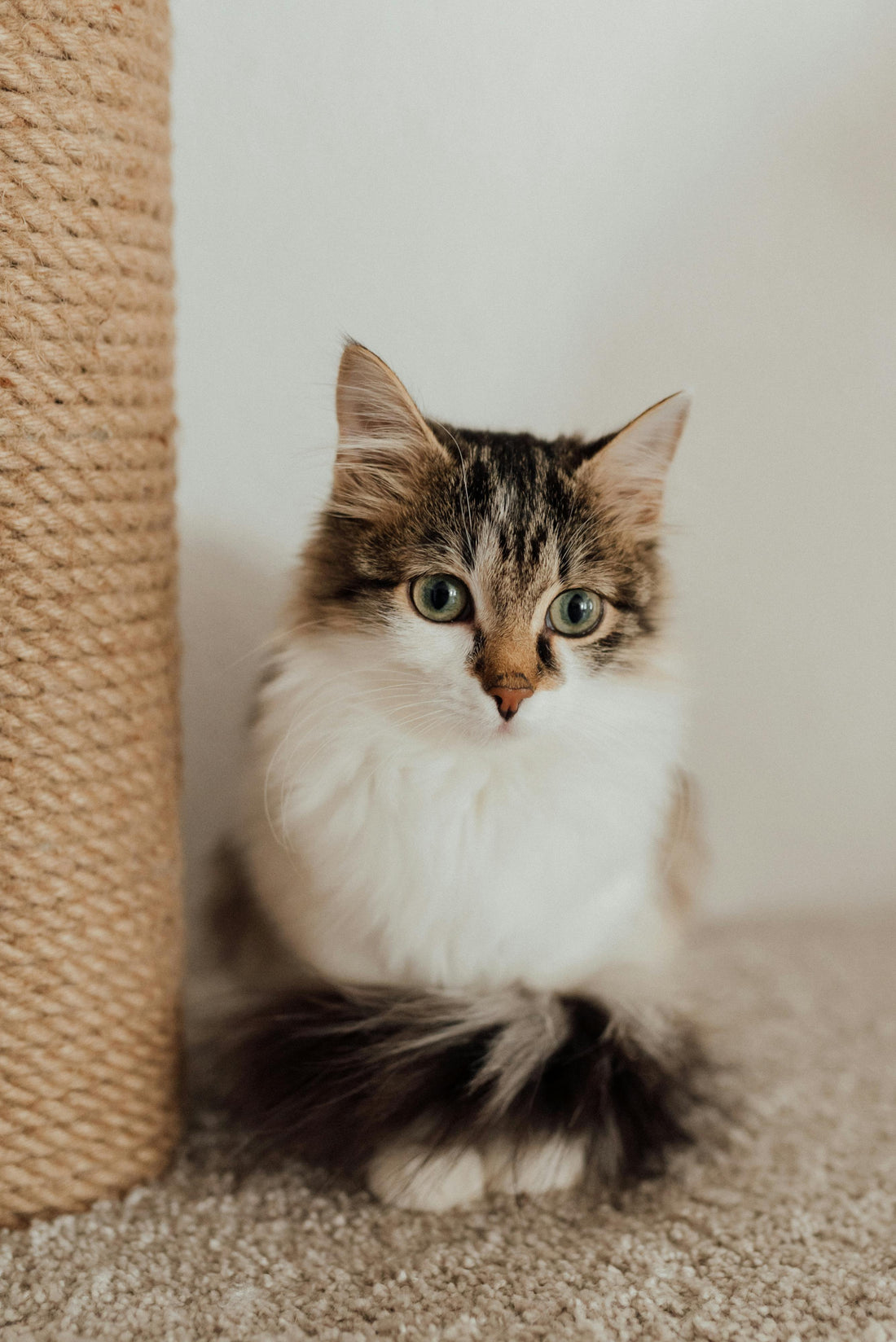 The Ultimate Guide to Creating a Cat-Friendly Home