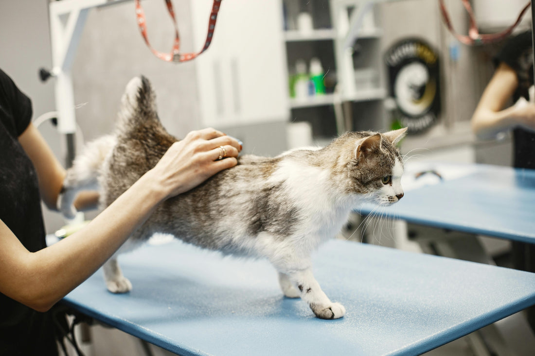 10 Signs of Cat Illness: When to Seek Veterinary Care