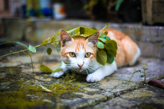 Purr-fectly Safe: A Guide to Cat-Friendly Plants and Gardening