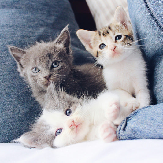 Cat Grooming 101: How to Keep Your Cat's Coat Clean and Healthy